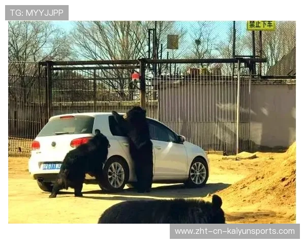 黑熊袭人悲剧，动物管控需反思，黑熊袭击村民致3人死亡